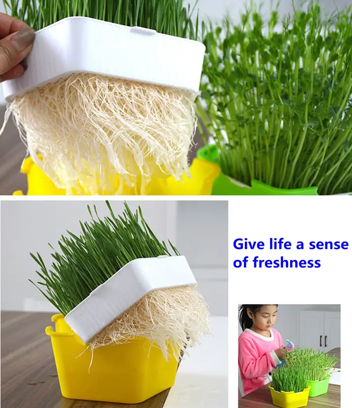 Pot de plantation de germes de haricot Lauren Box